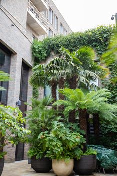Plants and small palm trees at the entrance of a building