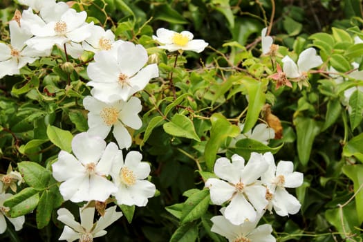 Beautiful Rosa Laevigata white flowers