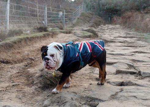 Black and white English British Bulldog walking on footpath