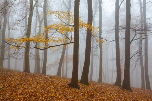 Autumnal mysterious forest trees with yellow leaves.