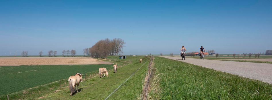 horses graze near country road with people on bicycle on island of noord beveland in dutch province of zeeland in the netherlands