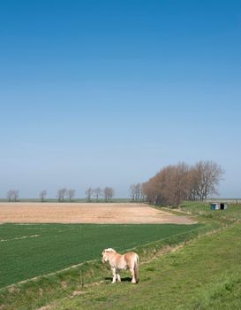 horses graze near country road on island of noord beveland in dutch province of zeeland in the netherlands