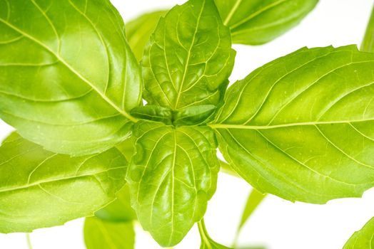 Fresh Basil Herb Leaves Closeup