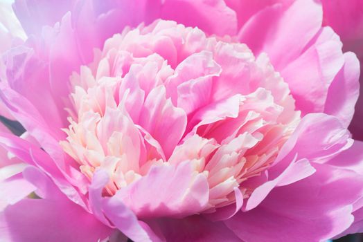 Colorful Peony Flower