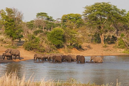 African Elephant herd crossing water 13673