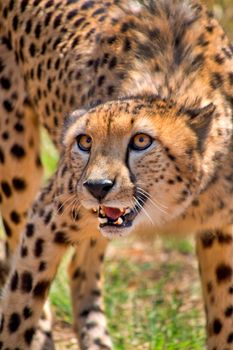 Cheetah, Wildlife Reserve, South Africa