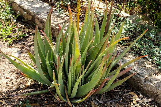 Aloe Vera plant in the garden under the sun