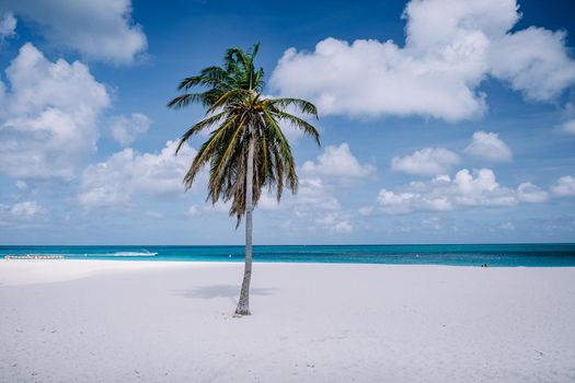 Palm Trees on the shoreline of Eagle Beach in Aruba