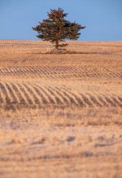 Lone Tree Saskatchewan