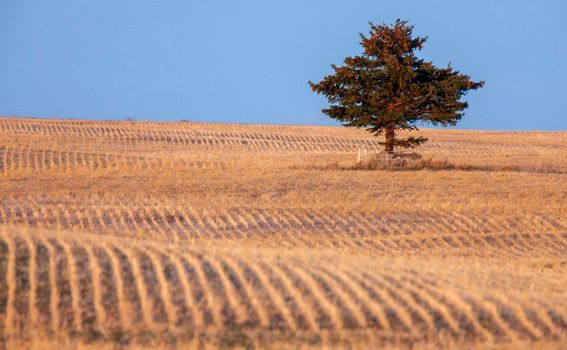 Lone Tree Saskatchewan