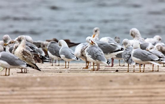 Seagulls on a dock