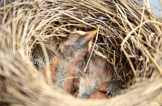 Newborn Baby Robins