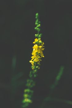 Stalk with yellow tiny flowers