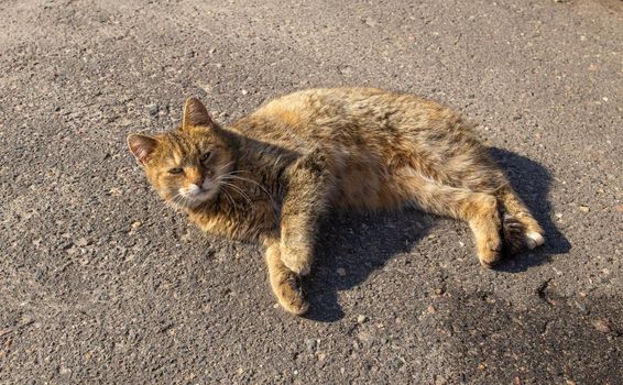 homeless cat basking in the spring sun