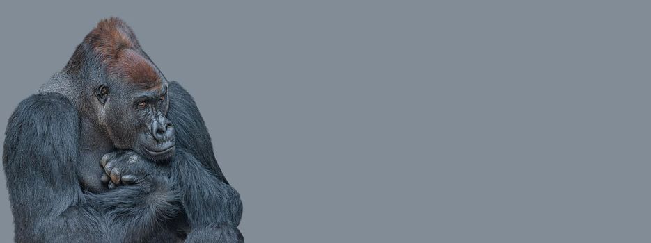 Banner with a very powerful but calm alpha male African gorilla, thinking at something, sad or depressed at grey solid background with copy space.