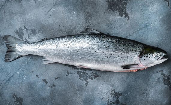 Fresh whole trout on grey background, flat lay