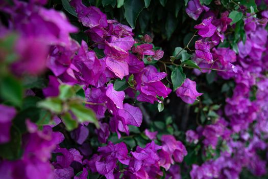Close-up of a spectacular bush with purple leaves.