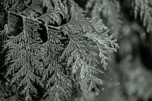 Spruce twigs covered with frost close up.