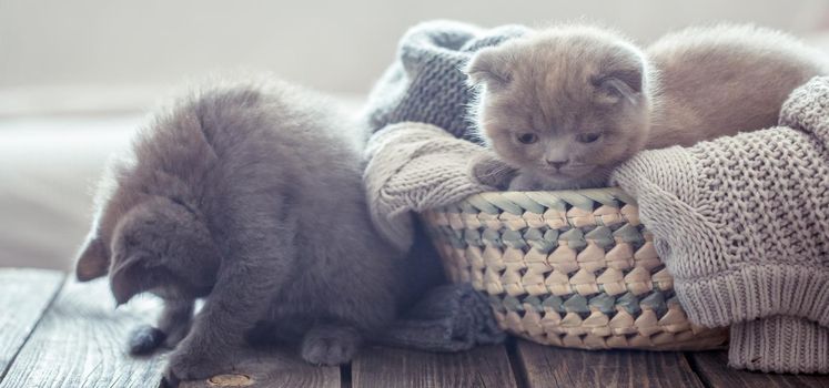 kitten in the basket