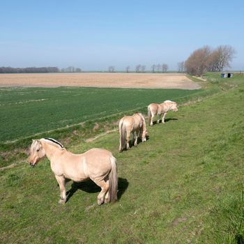 horses graze near country road on island of noord beveland in dutch province of zeeland in the netherlands