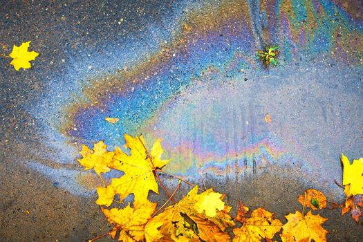 An oil slick on the asphalt, in a puddle of floating maple leaves
