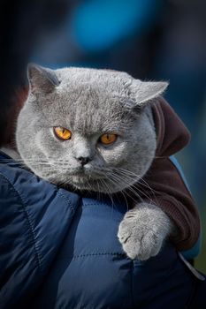 British Shorthair and and its hood