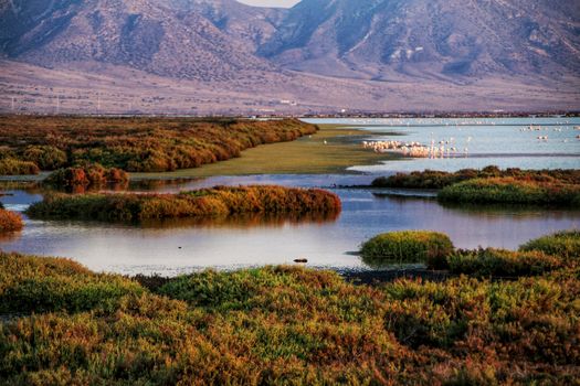 Panoramic view of Cabo de Gata wetlands with pink flamingos in the background