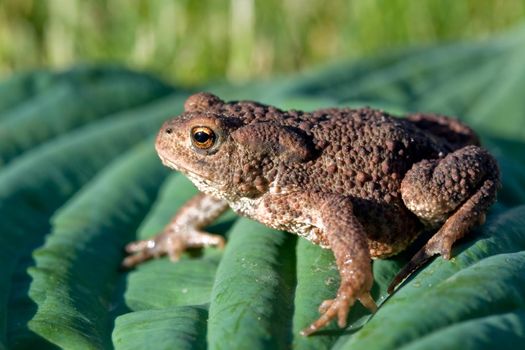 Toad (Bufo bufo) on the leaf