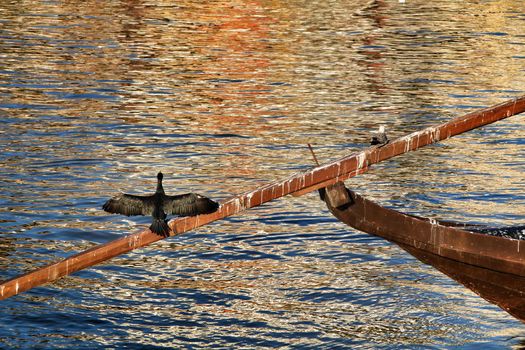 Black cormorant sunbathing on the banks of the Douro River
