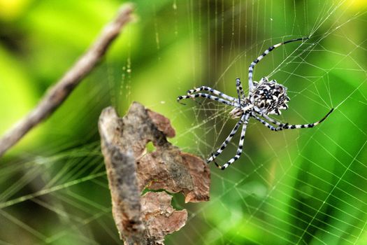 Argiope Lobata spider in the garden
