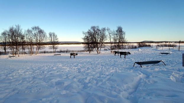 Reindeers rest in the north of Sweden