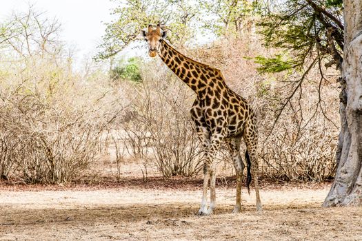 Bandia, Senegal, July 16, 2014, Giraffe in the Bandia reserve
