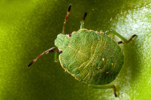 Green shield bug on butterworts leaf