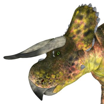 Nasutoceratops Dinosaur Head