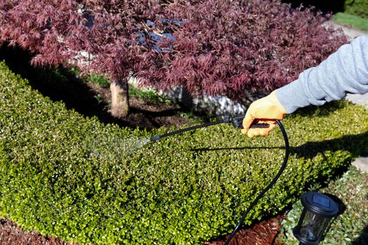 Gloved hand using sprayer on shrubs for fertilizing, insecticide and herbicide purposes