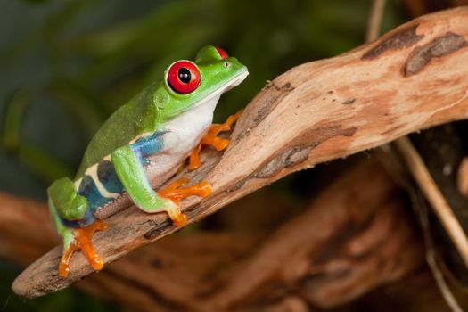 Red eyed tree frog crouching on a branch