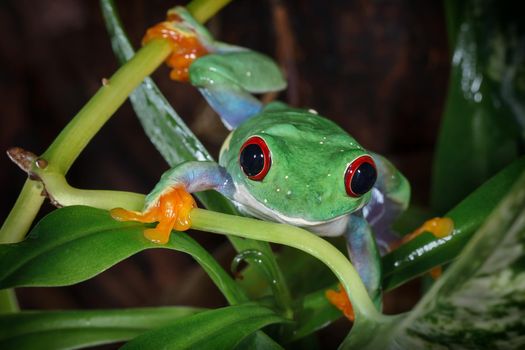Red eyed tree frog climb