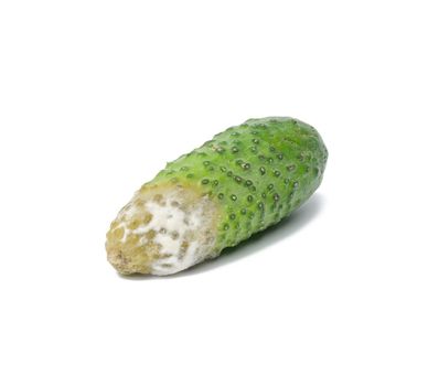 green cucumber with white mold on a white background