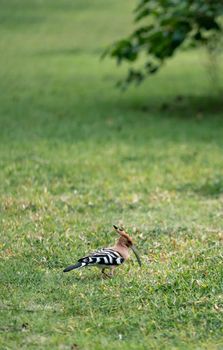 Eurasian hoopoe (Upupa epops) walking searching for food on the green yard.