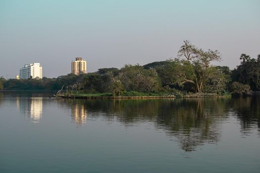 Cormorant birds sitting on tree branches by the lake at Minhaj Garden park in Kolkata, India