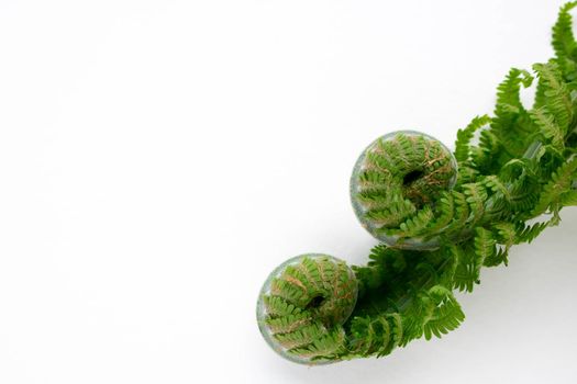 Two beautiful curls of young green fern on a white background. Place for the text