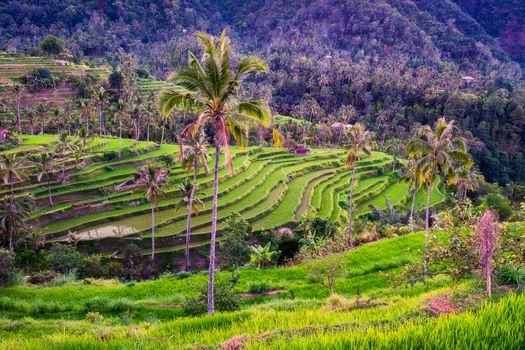 Rice fields on Bali/Indonesia/
