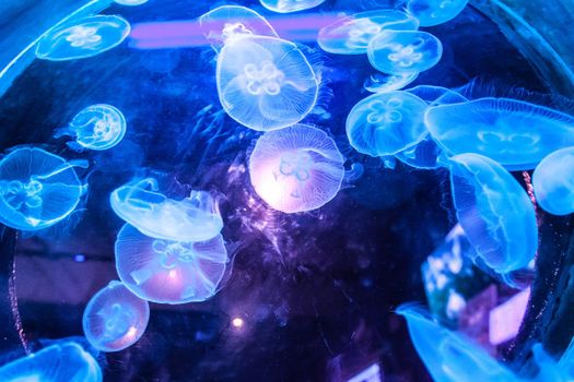 Jellyfish illuminated with blue light