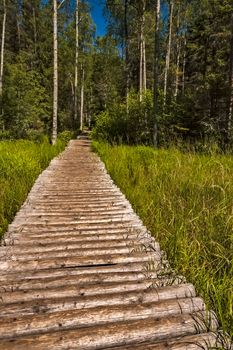 A wooden walkway