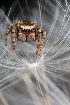 Jumping spider and dandelion fluff