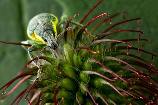 Polydrusus bug keep your pineapple
