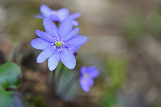 Spring flower. Beautiful purple plant in the forest. Colorful natural background. (Hepatica nobilis)