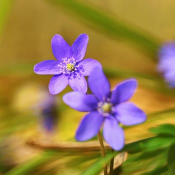 Spring flower. Beautiful purple plant in the forest. Colorful natural background. (Hepatica nobilis)