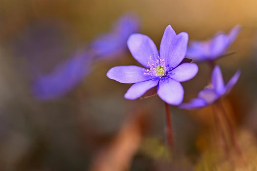 Spring flower. Beautiful colorful plant in the forest. Hepatica nobilis