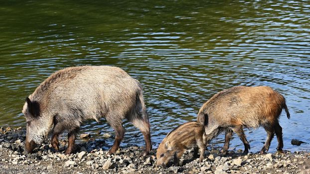 Wild boar with youngsters. Animal in the forest. 